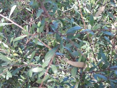 Rhamnus oleoides