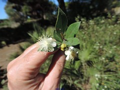 Myrtus communis