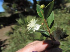 Myrtus communis