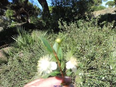 Myrtus communis