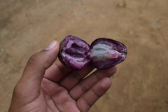 Chrysophyllum
