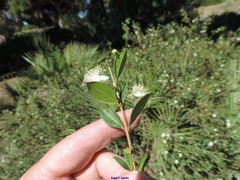 Myrtus communis