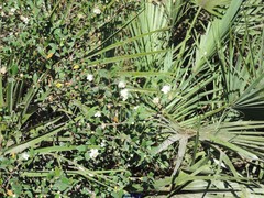 Chamaerops humilis