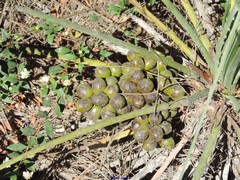 Chamaerops humilis