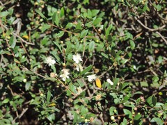 Myrtus communis