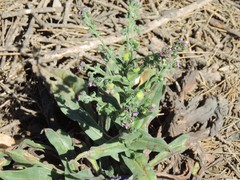 Cynoglossum creticum