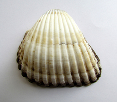 Larkinia grandis