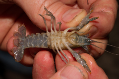 Procambarus kensleyi