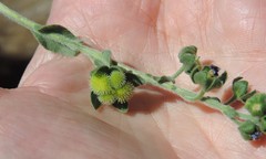 Cynoglossum creticum