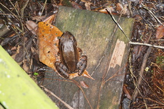 Leptodactylus pentadactylus