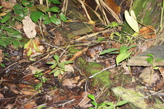 Leptodactylus pentadactylus