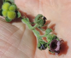 Cynoglossum creticum