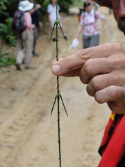 Desmoncus polyacanthos