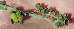 Cynoglossum creticum
