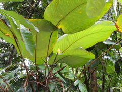 Ischnosiphon obliquus