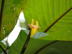 Ischnosiphon obliquus