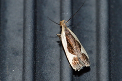 Dichomeris flavocostella