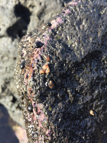 Hinea zonata observed 2015-05-13