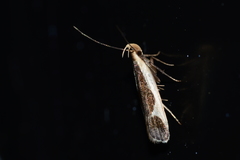 Dichomeris flavocostella