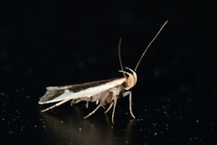 Dichomeris flavocostella