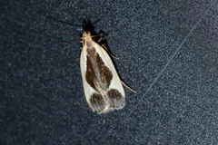 Dichomeris flavocostella