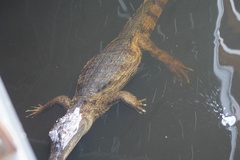 Caiman