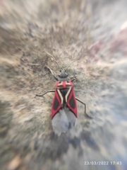 Anochrostomus formosus