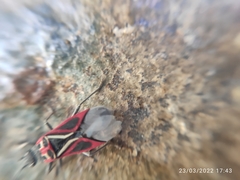 Anochrostomus formosus