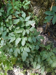 Angelica tomentosa