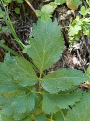 Angelica tomentosa