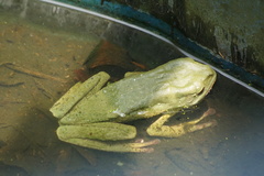 Phyllomedusa tarsius