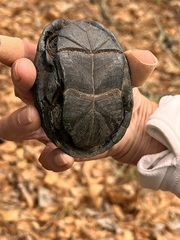 Kinosternon subrubrum