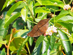 Doleschallia bisaltide australis
