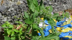 Fuertesimalva limensis