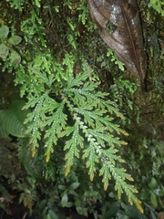 Selaginella delicatula
