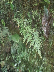 Selaginella delicatula