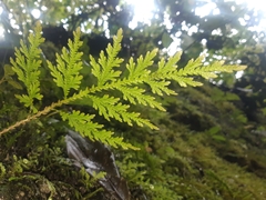 Selaginella delicatula