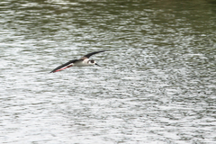 Himantopus himantopus