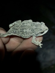 Rhinella limensis
