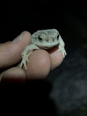 Rhinella limensis