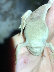 Rhinella limensis