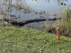 Alligator mississippiensis
