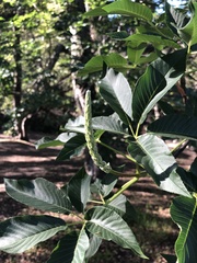 Aesculus californica