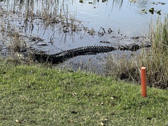 Alligator mississippiensis