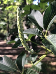 Aesculus californica