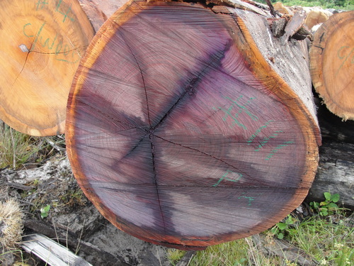 Peltogyne purpurea - Whole tree