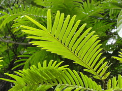 Pentaclethra macroloba