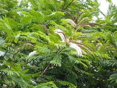 Pentaclethra macroloba