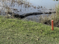 Alligator mississippiensis