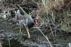 Gallinula chloropus